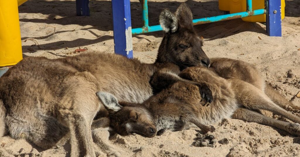 Kangaroo-laying-with-her-joey-in-Alabama-Gulf-Coast-Zoo