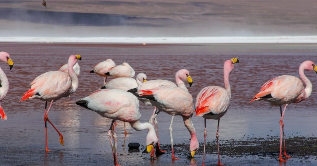 Laguna-Colorada