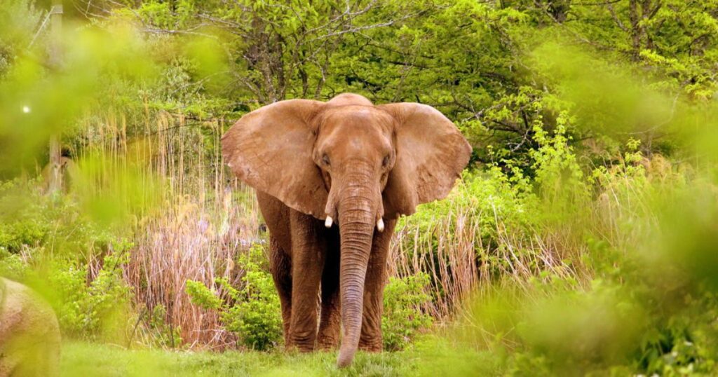 African-Elephant-in-Nashville-Zoo