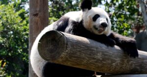 Panda-at-the-Memphis-Zoo,-Tennessee